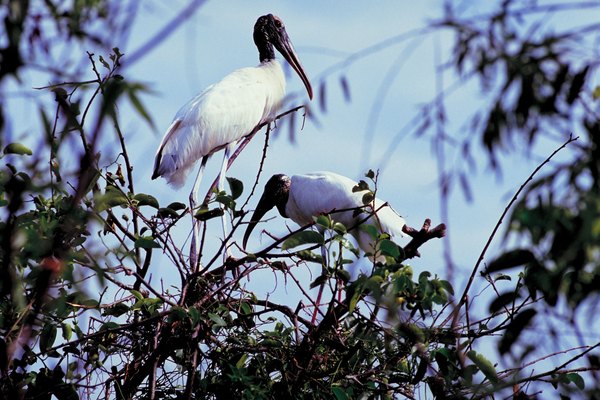 Wood storks employ a highly specialized fishing style in dry-season pools.