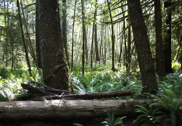 tree bark in temperate forest