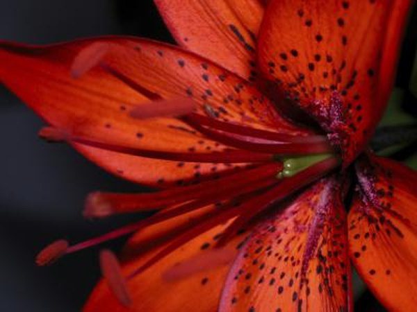 Do deer like asian tiger lillies pics 241