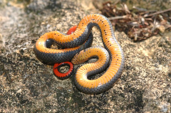 Ringneck snake feeling threatened