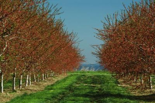 How To Care For A Canadian Red Cherry Tree Home Guides Sf Gate