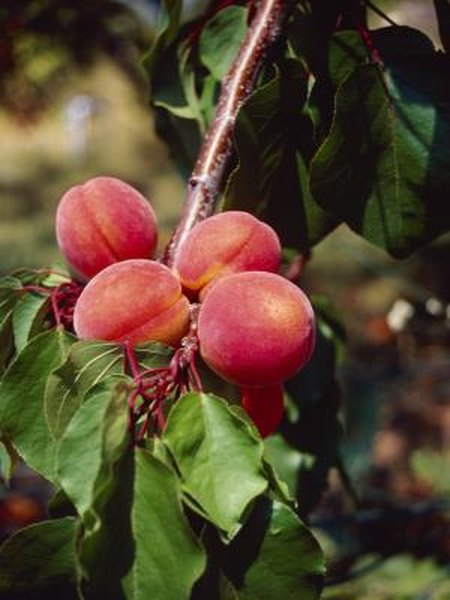 Overwatering Peach Trees Home Guides Sf Gate