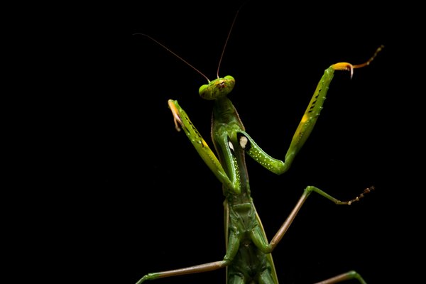 Praying Mantis standing.