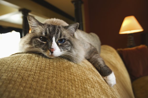 End Stage Lymphoma in Cats - Pets