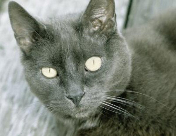 Chlamydia Eye Infection in Cats - Pets