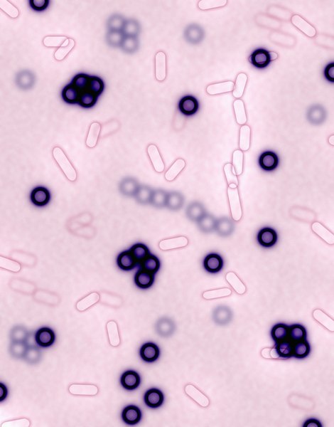 Many bacteria have distinctive shapes that aid classification.