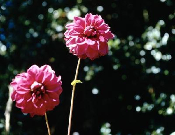 Companion Flowers To Plant By Dahlias Home Guides Sf Gate