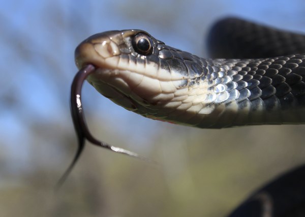 Black racer snake