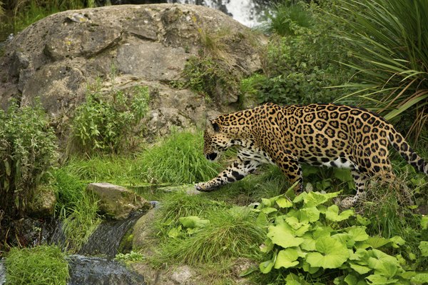 Jaguars prey on the Amazon's reptiles and birds.