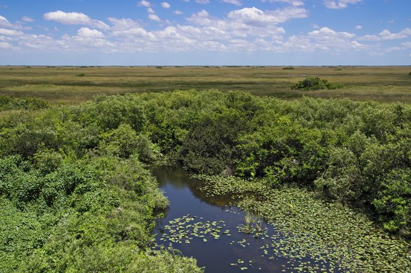 The Florida Everglades are a flooded grassland biome.