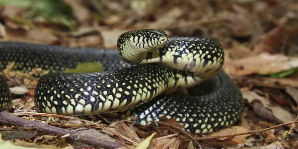 black snake with yellow horizontal stripes