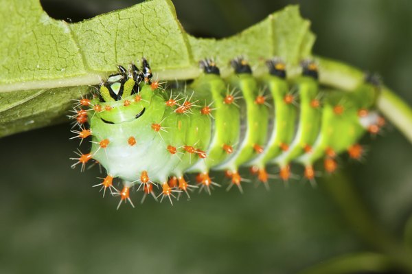 Caterpillar with defensive spikes