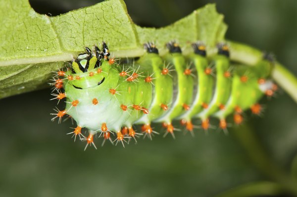 Worms That Bite Humans | Sciencing