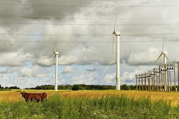 A cow stands under wires with turbines in the distance.