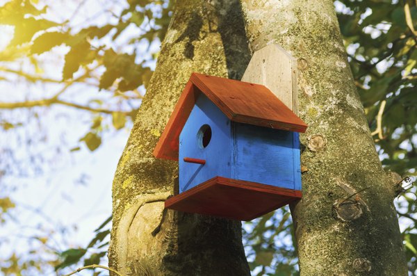 When Do You Clean Out Bluebird Houses? HomeSteady