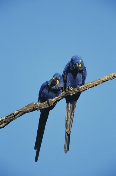 The massive Pantanal in South America supports great quantities of wildlife.