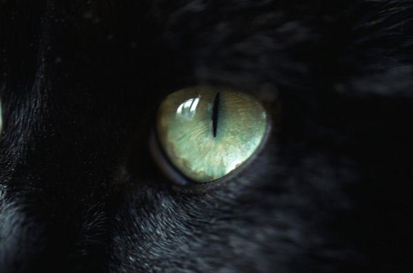 What Causes Cat Iris Melanoma? - Pets