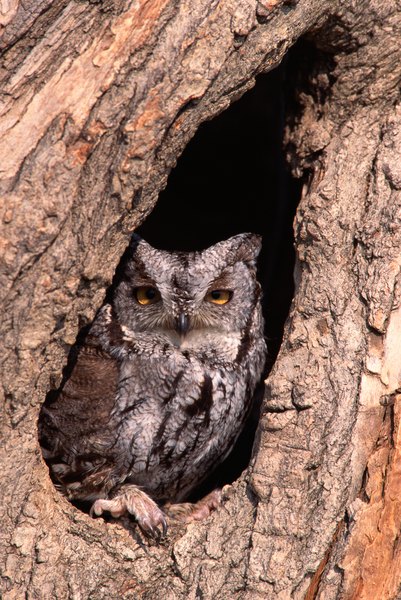 Photo Credit: Jupiterimages/Photos.com/Getty Images Screech owls often nest in old woodpecker holes.