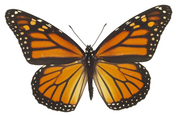 Moth Vs. Butterfly Antennae | Animals - mom.me