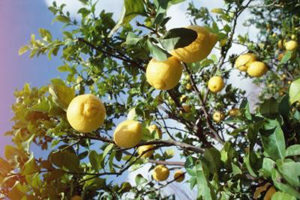 How Tall Do Meyers Lemon Trees Get Home Guides Sf Gate How Tall Do Meyers Lemon Trees Get Home Guides Sf Gate