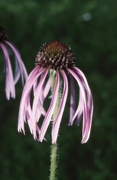 Should Coneflowers Be Cut Back When The Bloom S Home Guides Should Coneflowers Be Cut Back When The Bloom S Home Guides Sf Gate