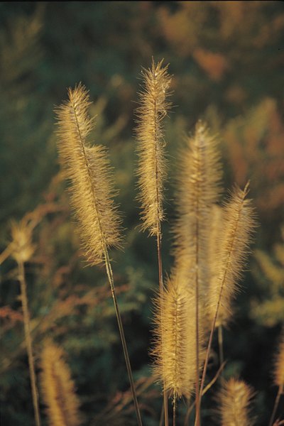 What Is The Ratio Of Roundup Weed To Water Home Guides What Is The Ratio Of Roundup Weed To Water Home Guides Sf Gate
