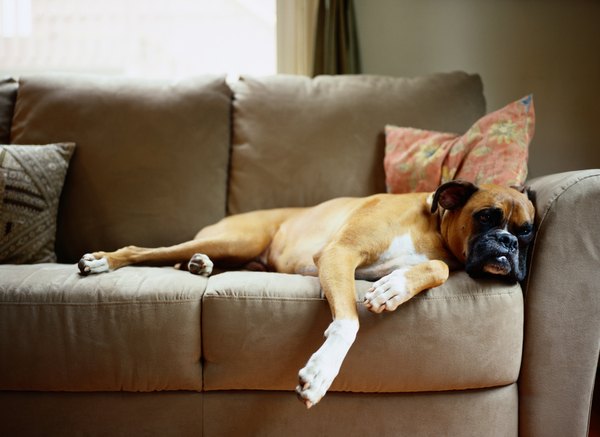 Image result for Boxer dog sleeping on sofa