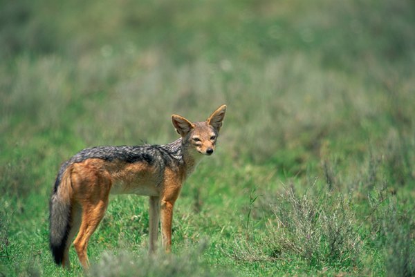 Photo Credit: Jupiterimages/Photos.com/Getty Images Jackal
