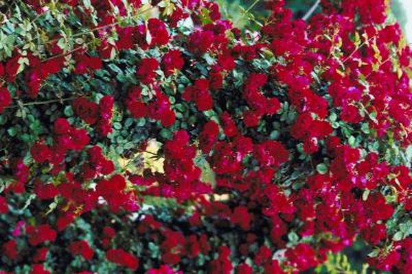 How To Prune A Knockout Rose Bush Home Guides Sf Gate