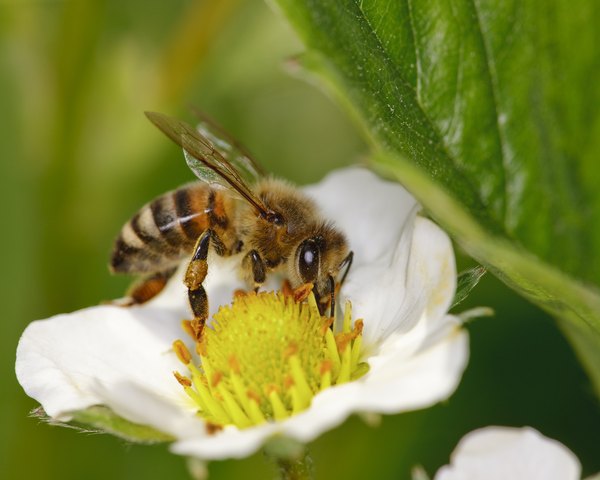 A bee picks up pollen from a flower.