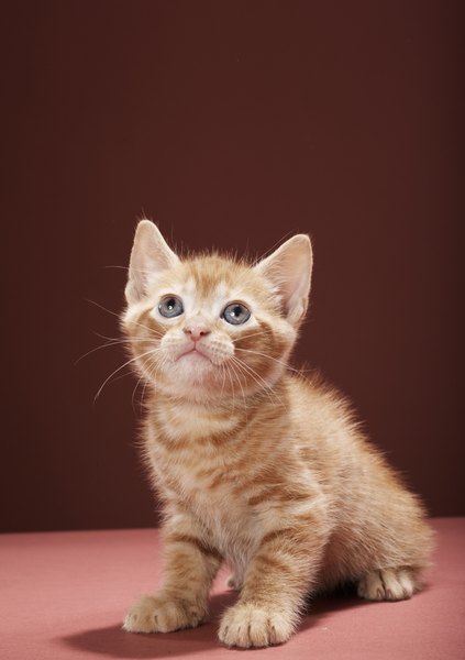 Clindamycin for bladder infection dosage kitten