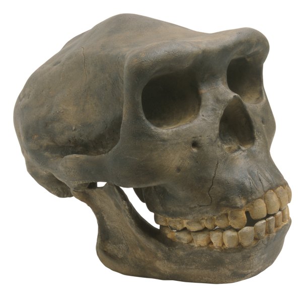 Human skull.