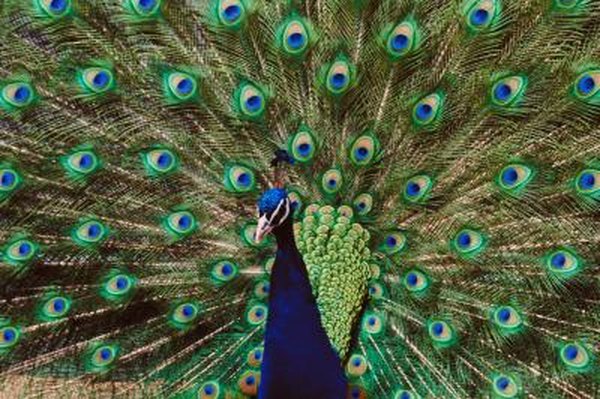 Do The Colors Of A Male Peacock Help Them Reproduce