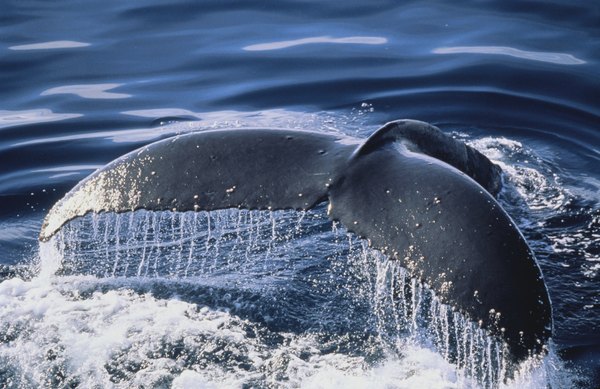 Humpback whale tail