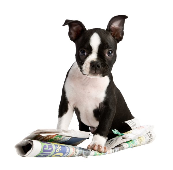 boston terrier puppy sitting on newspaper