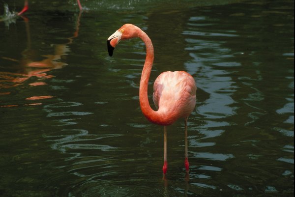 Photo Credit: Jupiterimages/Photos.com/Getty Images Flamingo
