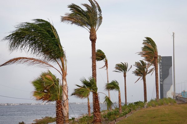 Wind from Hurricane Ike whips past palm trees September 12, 2008 in Galveston, Texas.