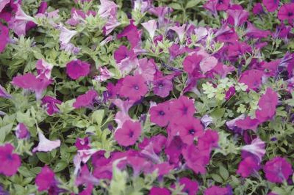 Indoor Petunia Care Home Guides Sf Gate