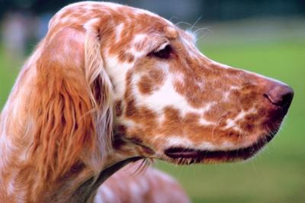 How to Groom and Trim an English Setter's Ears - Pets