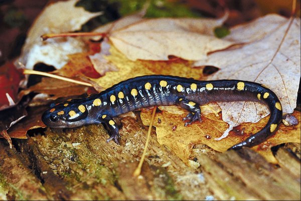 Salamanders are plentiful in the moist mountain areas.