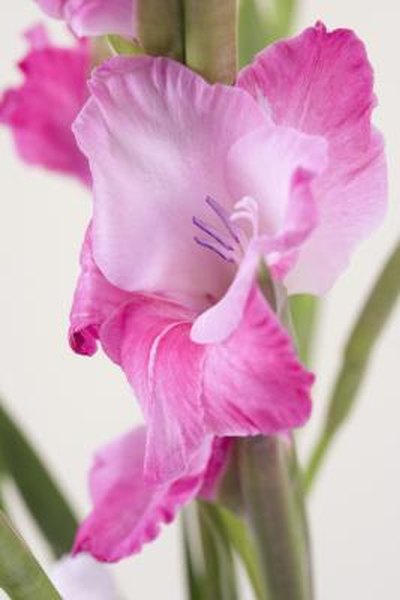How To Take Care Of Gladioli Home Guides Sf Gate How To Take Care Of Gladioli