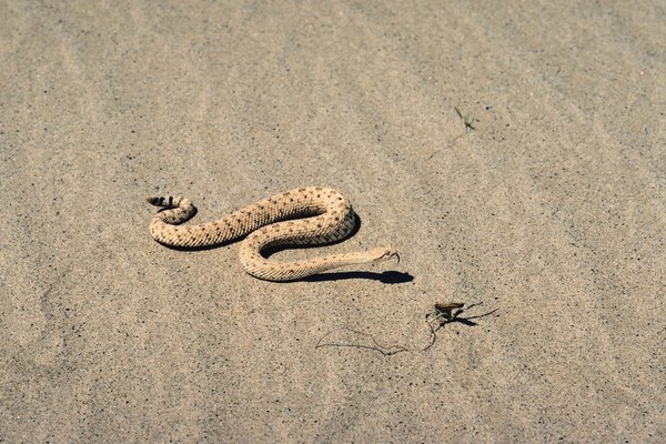 Sidewinders are uniquely and perfectly adapted to live in deserts.