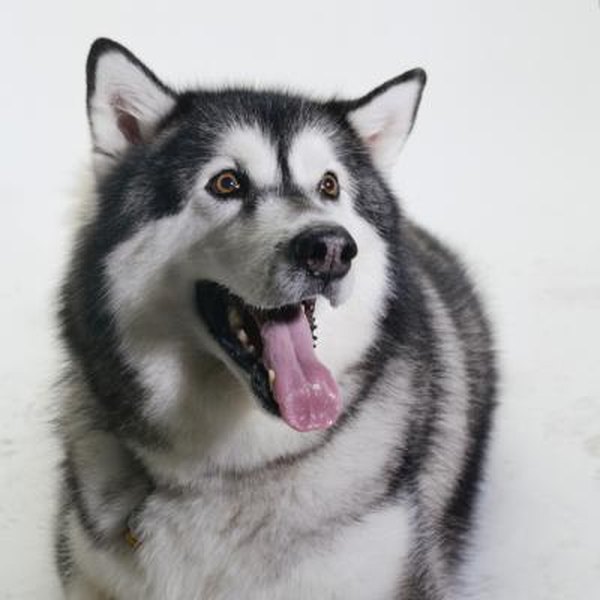 Alaskan Malamute and Thyroid Problems - Pets