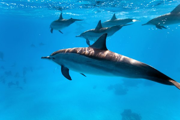 What Are the Dolphin's Body Parts? | Sciencing