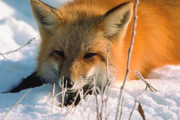 Red Fox