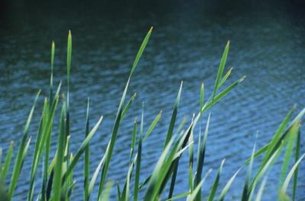 Air Compressor to Aerate Ponds