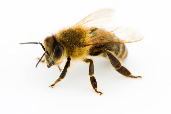 Bee.