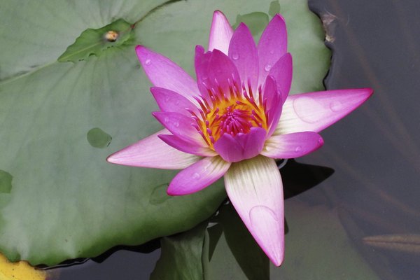 A close-up of a pink lotus flower in bloom.