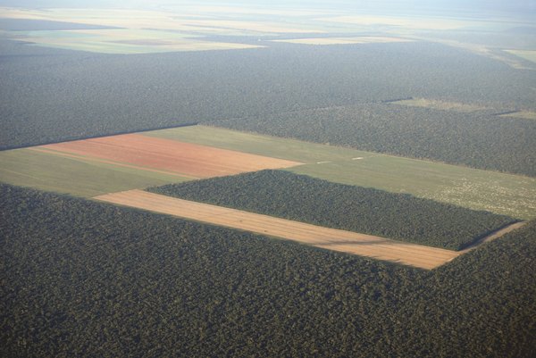 Disappearance of rainforest inhabitants could mean the loss of age-old cultural traditions.