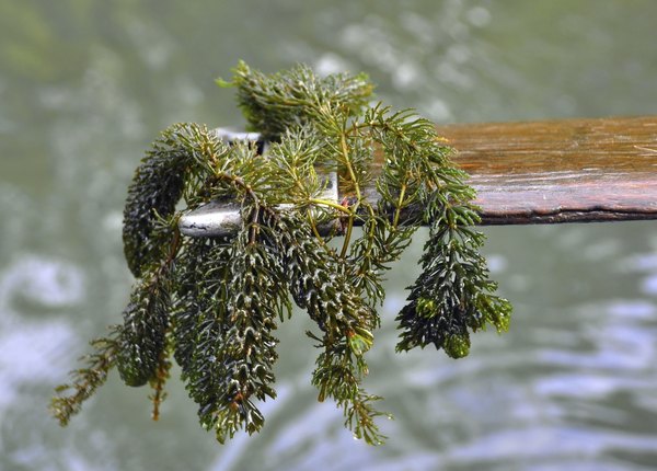 A person uses tree bark to collect a sample of curly pondweed.